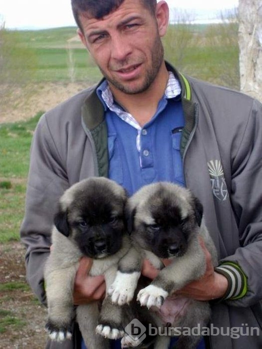 Kangal köpekleri, sınır karakollarında görev alacak