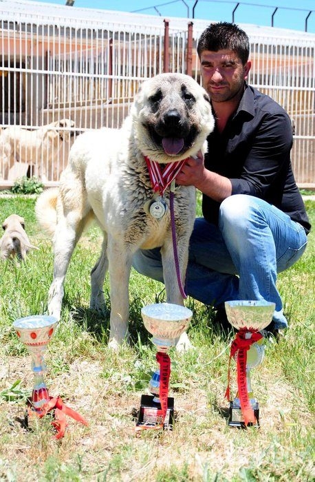 Kangal köpekleri, sınır karakollarında görev alacak