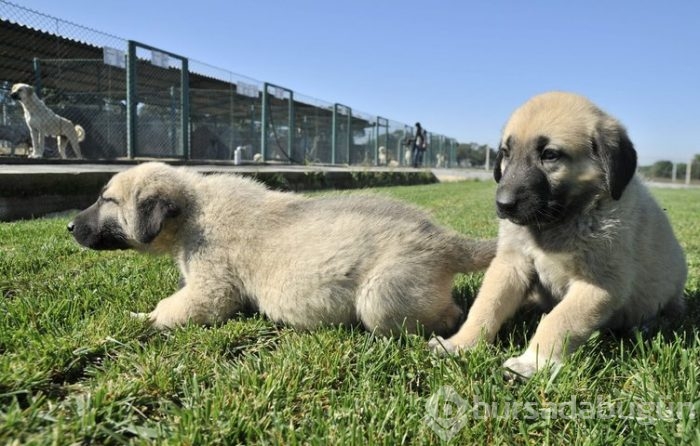Kangal köpekleri, sınır karakollarında görev alacak