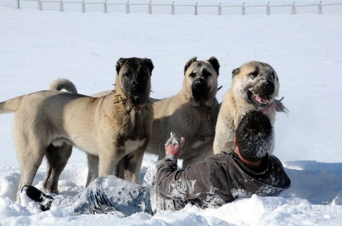 Kangal köpekleri, sınır karakollarında görev alacak