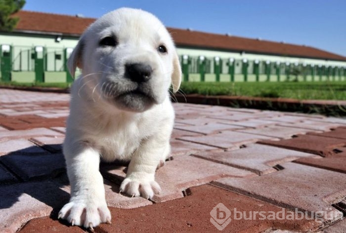 Kangal köpekleri, sınır karakollarında görev alacak