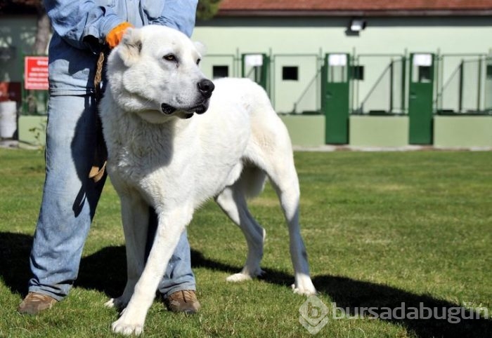 Kangal köpekleri, sınır karakollarında görev alacak