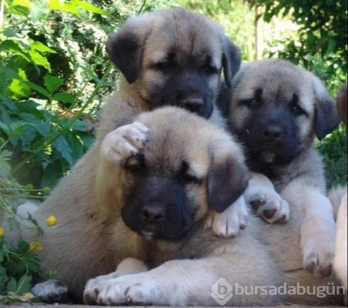 Kangal köpekleri, sınır karakollarında görev alacak