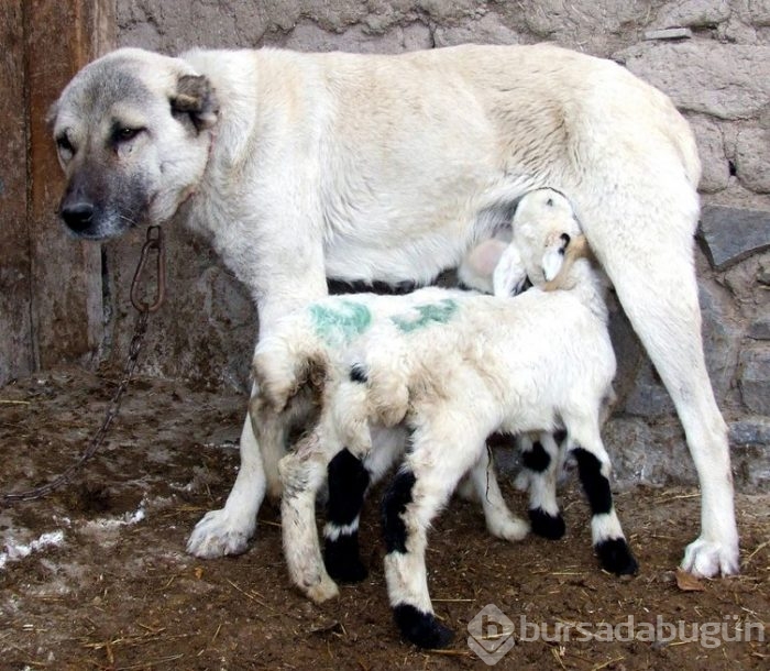 Kangal köpekleri, sınır karakollarında görev alacak