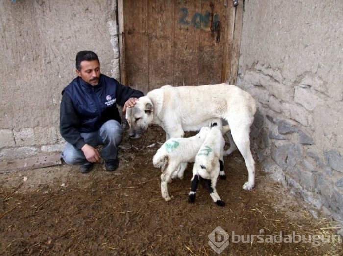 Kangal köpekleri, sınır karakollarında görev alacak