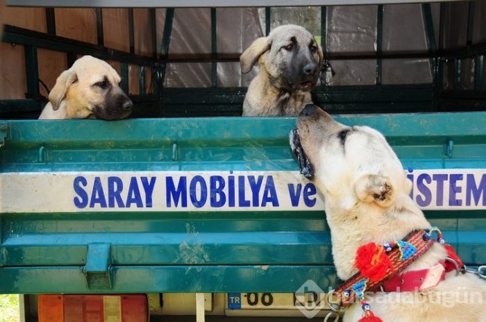Kangal köpekleri, sınır karakollarında görev alacak