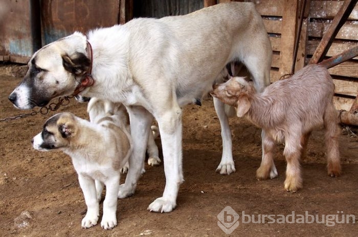 Kangal köpekleri, sınır karakollarında görev alacak