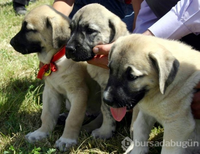 Kangal köpekleri, sınır karakollarında görev alacak