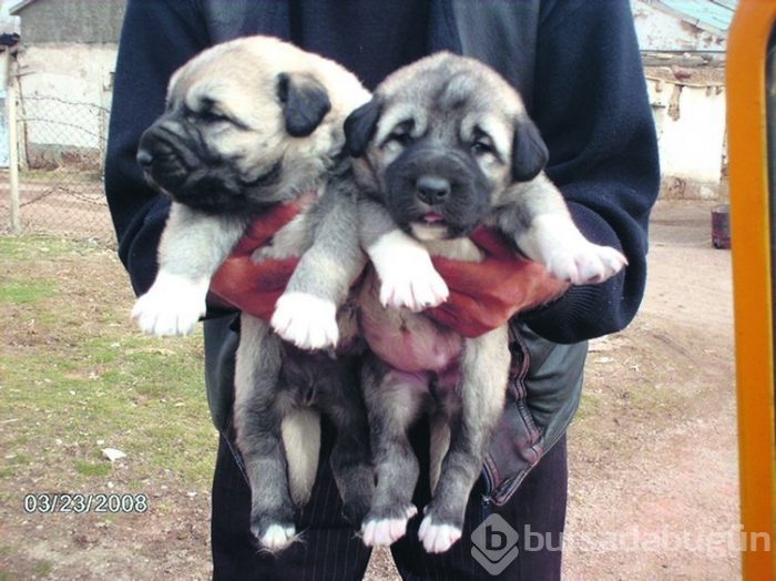 Kangal köpekleri, sınır karakollarında görev alacak