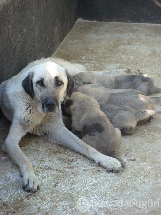 Kangal köpekleri, sınır karakollarında görev alacak