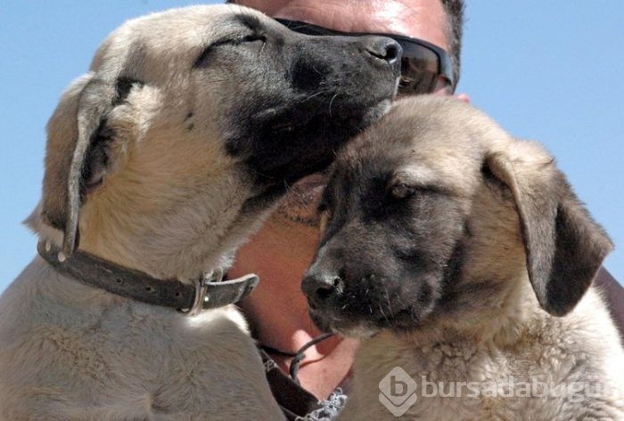 Kangal köpekleri, sınır karakollarında görev alacak