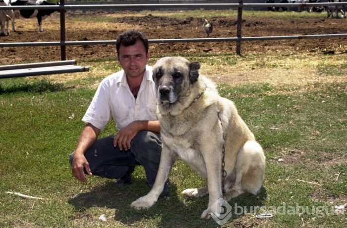 Kangal köpekleri, sınır karakollarında görev alacak