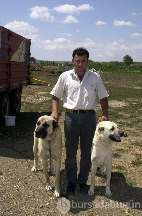 Kangal köpekleri, sınır karakollarında görev alacak