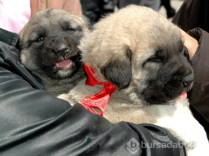 Kangal köpekleri, sınır karakollarında görev alacak