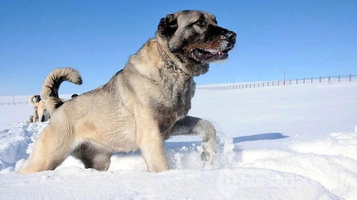 Kangal köpekleri, sınır karakollarında görev alacak