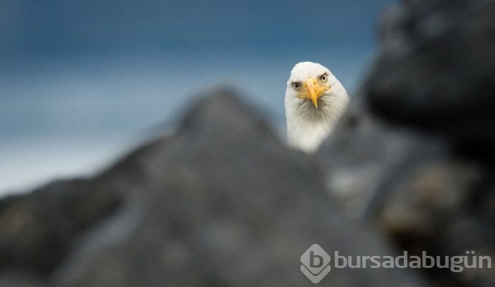 Komik vahşi yaşam fotoğrafları