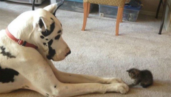 Kedi - köpek sevgisi şaşırtıyor