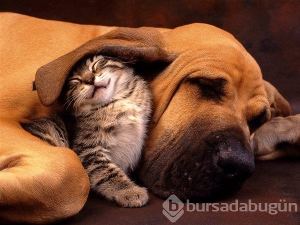 Kedi - köpek sevgisi şaşırtıyor