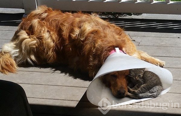 Kedi - köpek sevgisi şaşırtıyor