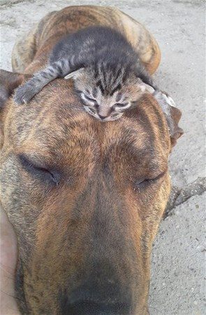 Kedi - köpek sevgisi şaşırtıyor