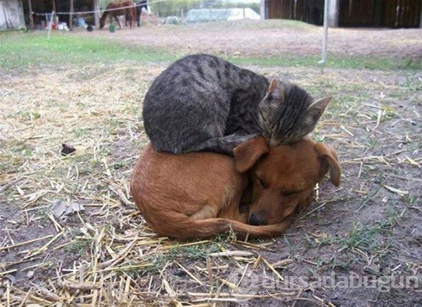 Kedi - köpek sevgisi şaşırtıyor
