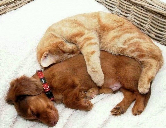 Kedi - köpek sevgisi şaşırtıyor