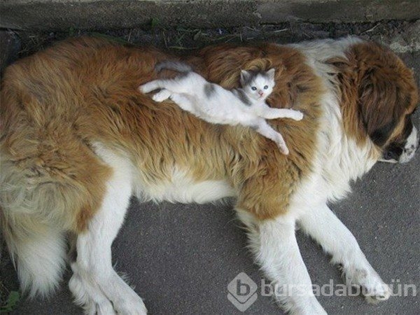 Kedi - köpek sevgisi şaşırtıyor