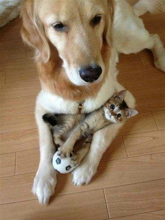 Kedi - köpek sevgisi şaşırtıyor