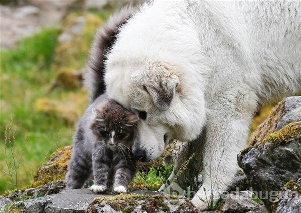 Kedi - köpek sevgisi şaşırtıyor