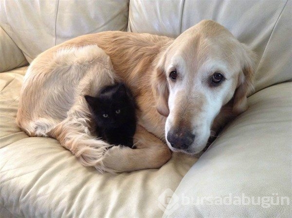 Kedi - köpek sevgisi şaşırtıyor
