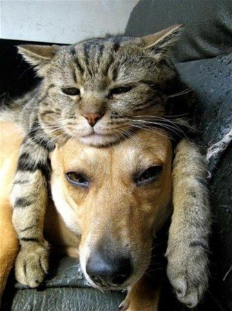 Kedi - köpek sevgisi şaşırtıyor
