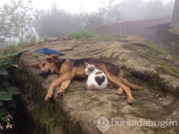 Kedi - köpek sevgisi şaşırtıyor
