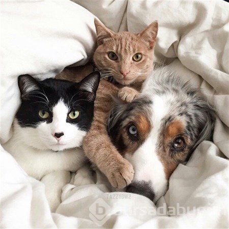 Kedi - köpek sevgisi şaşırtıyor