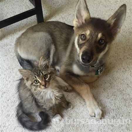Kedi - köpek sevgisi şaşırtıyor
