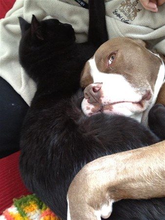 Kedi - köpek sevgisi şaşırtıyor