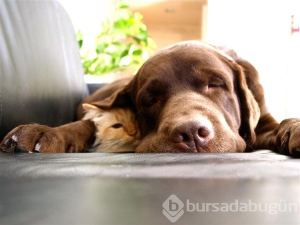 Kedi - köpek sevgisi şaşırtıyor