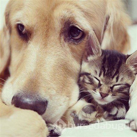 Kedi - köpek sevgisi şaşırtıyor