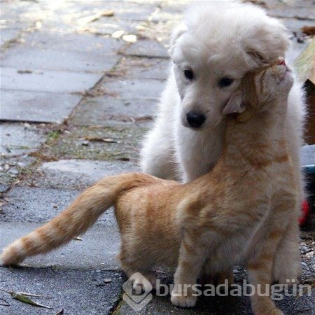 Kedi - köpek sevgisi şaşırtıyor