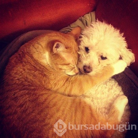 Kedi - köpek sevgisi şaşırtıyor