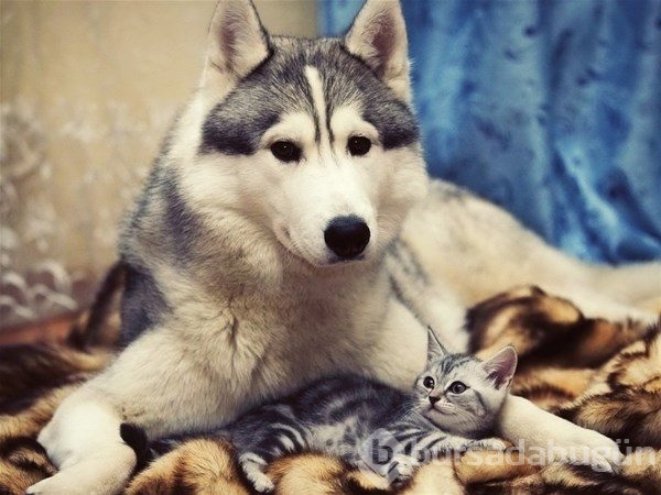 Kedi - köpek sevgisi şaşırtıyor