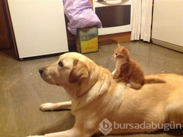 Kedi - köpek sevgisi şaşırtıyor