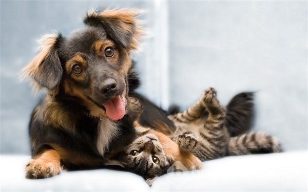 Kedi - köpek sevgisi şaşırtıyor