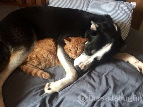 Kedi - köpek sevgisi şaşırtıyor