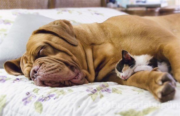 Kedi - köpek sevgisi şaşırtıyor