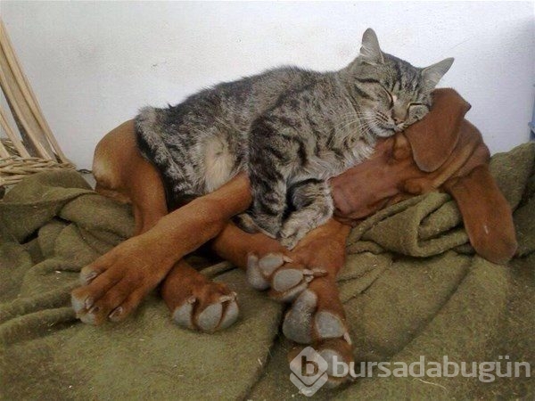Kedi - köpek sevgisi şaşırtıyor
