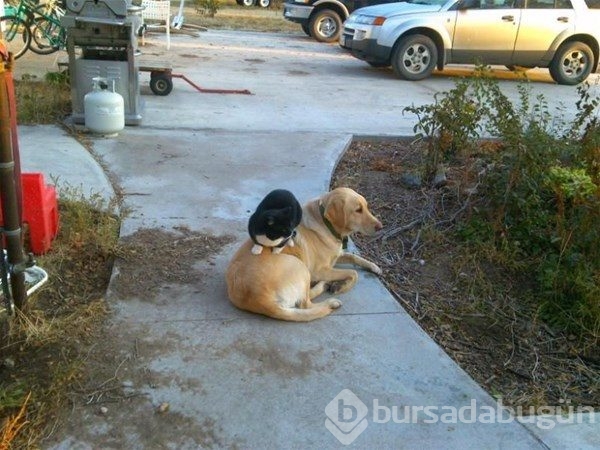 Kedi - köpek sevgisi şaşırtıyor
