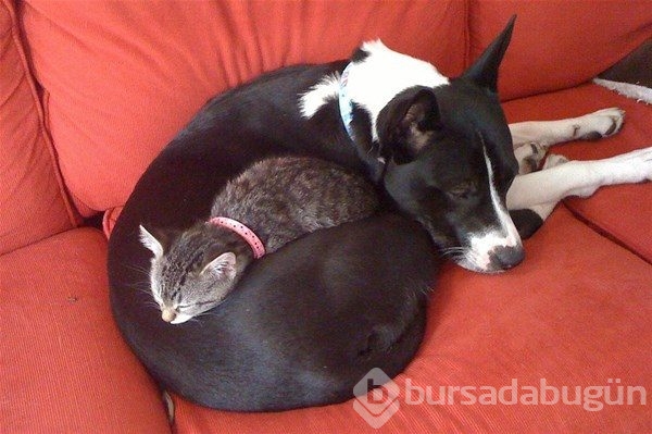 Kedi - köpek sevgisi şaşırtıyor