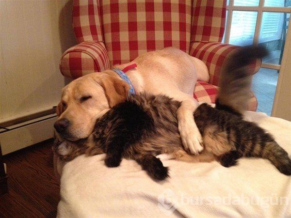 Kedi - köpek sevgisi şaşırtıyor