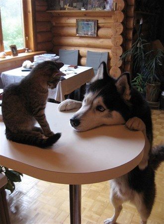 Kedi - köpek sevgisi şaşırtıyor