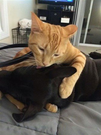 Kedi - köpek sevgisi şaşırtıyor